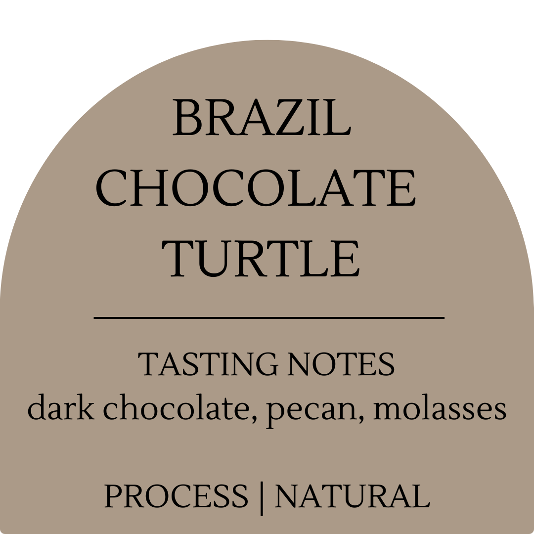 Brazil Chocolate Turtle